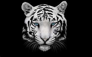 Image result for Blue Eyed Tiger