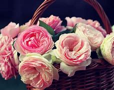 Image result for Cute Flower Wallpaper Roses