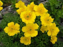 Image result for Trollius pumilus