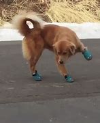 Image result for shoes for dogs
