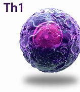 Image result for T Cells Biology