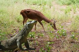 Image result for Komodo Dragon Eating Deer
