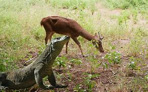 Image result for Komodo Dragon Eats Deer