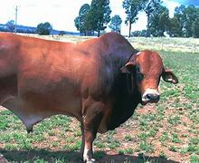 Image result for Mandalong Special Cattle
