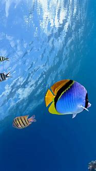 Image result for 3D Tropical Underwater Wallpaper iPhone