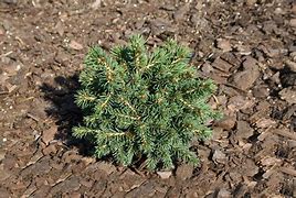 Image result for Picea abies Maxwellii