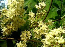 Image result for lawsonia_inermis