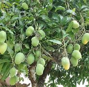 Image result for Dwarf Mango Trees Fruit