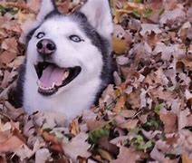 Image result for Silly Siberian Husky