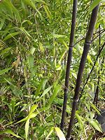 Image result for Phyllostachys nigra 