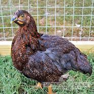 Image result for Partridge Rock Rooster