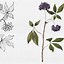 Image result for Simple Botanical Illustration Black and White