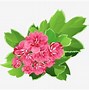 Image result for Pink Flower Bouquet Clip Art