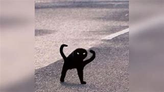 Image result for Weird Black Cat with Arms Meme