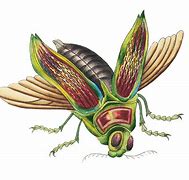 Image result for Cricket Race Insect Cartoon