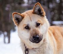 Image result for Pit Bull Akita Mix