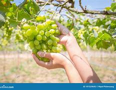 Image result for Vineyard Grape Bunches