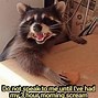 Image result for Mean Raccoon Meme
