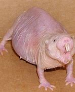 Image result for Ugly Brown Animals