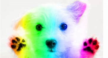 Image result for Cute Rainbow Dog