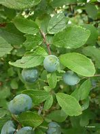 Image result for Prunus domestica Diepenbeekse