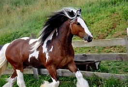 Image result for Tobiano Gypsy Vanner