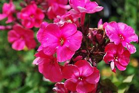 Image result for Phlox paniculata Tenor