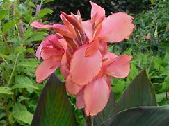 Image result for Canna Champion