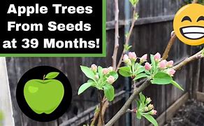 Image result for Months Old Apple Tree Care