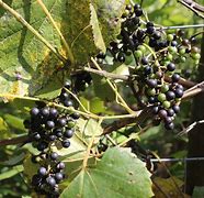 Image result for Wild Grapes
