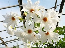 Image result for Dahlia Imperialis zaailing wit