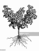 Image result for Tomato Tree