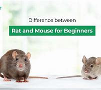 Image result for Rat Mouse Difference