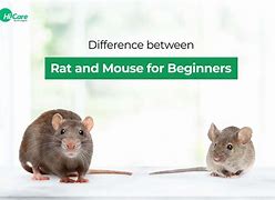 Image result for Rat Mouse Combo