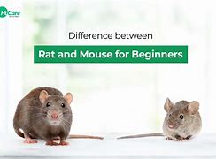 Image result for Baby Rat vs Mouse