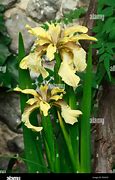 Image result for Iris foetidissima Yellow Seeded