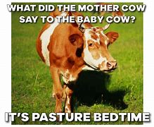 Image result for Cattle Meme