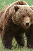 Image result for What Do Bears Look Like