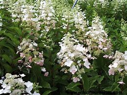 Image result for Hydrangea paniculata Tardiva