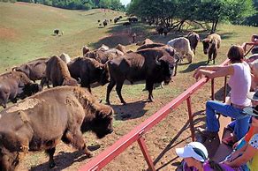 Image result for American Bison Farm