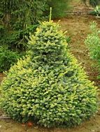 Picea omorika Peve Tijn-க்கான படிம முடிவு