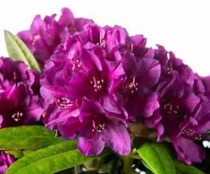 Image result for Rhododendron (P) Polarnacht