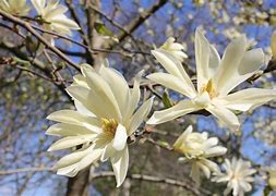 Image result for Magnolia Goldstar