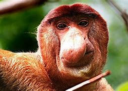 Image result for Ugly Brown Animals
