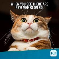 Image result for Animal Meme Pictures