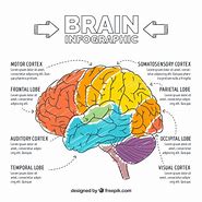 Image result for Brain Part Infographic