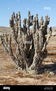 Image result for Dead Cactus Plant
