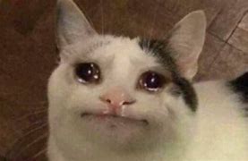 Image result for Crying Cat Meme Template