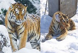 Image result for Siberian Tiger Meme
