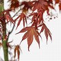 Image result for Bloodgood Japanese Maple Tree